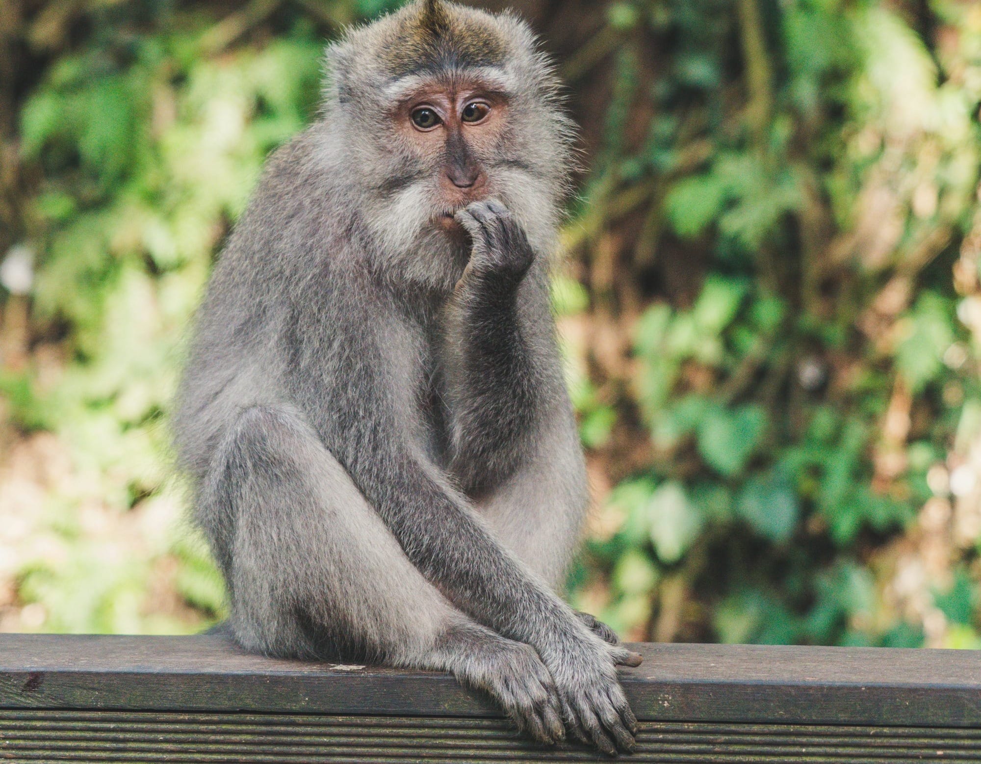 gray monkey under sunny sky